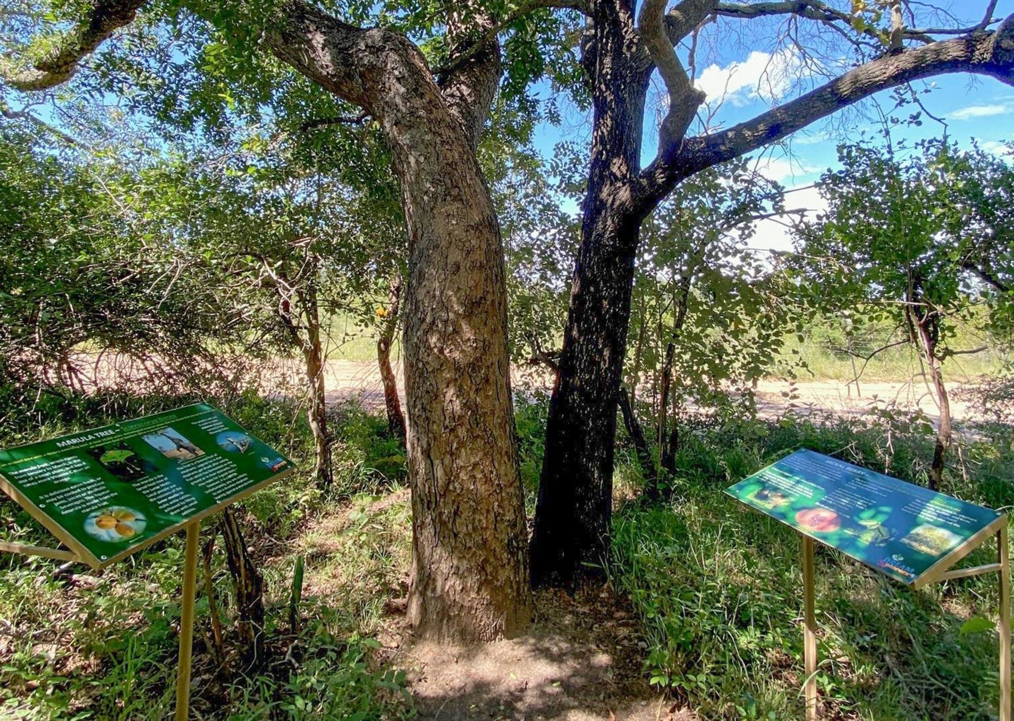 Burchell'S Bush Lodge By Dream Resorts Sabi Sand Game Reserve Exterior photo